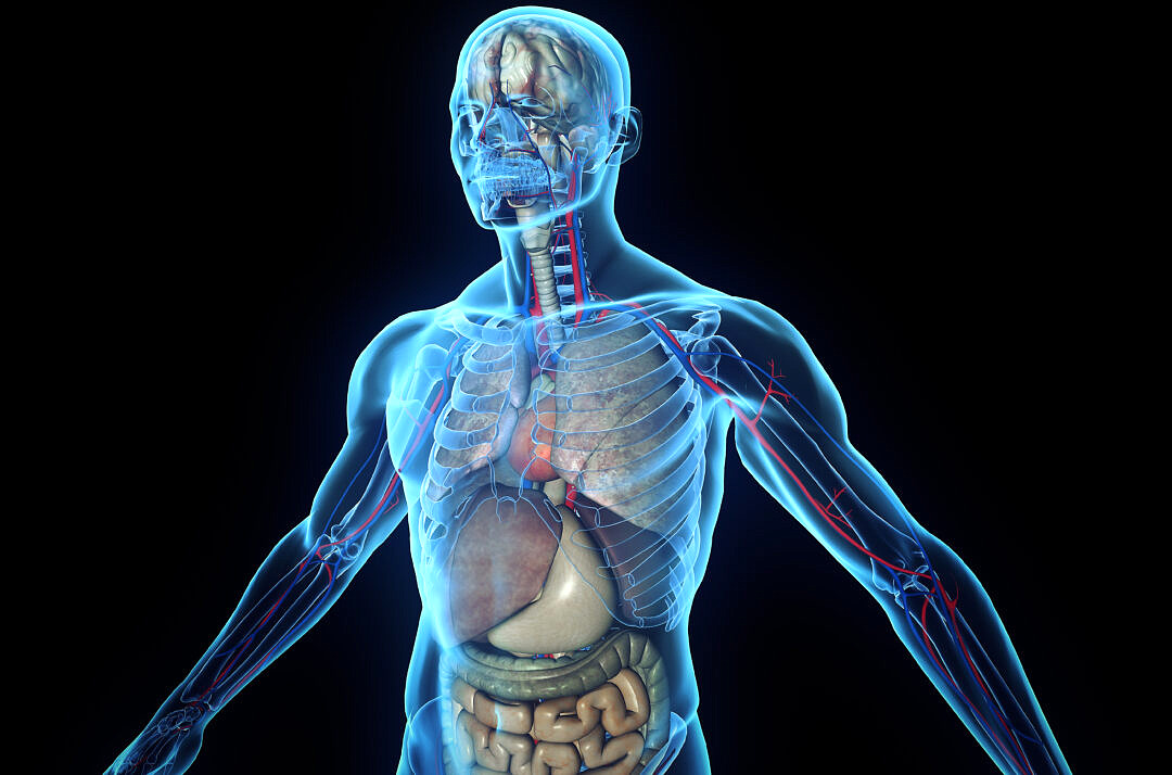 3D human body with internal organs - Dr. Leona